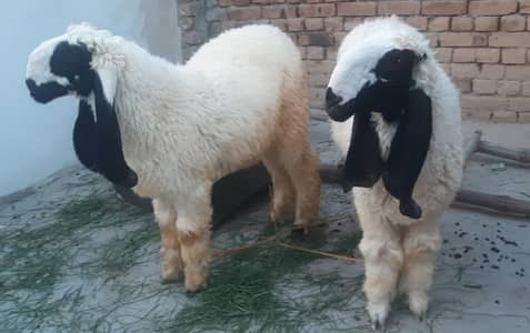 2 male sheeps  for sale  for Qurbani 2026