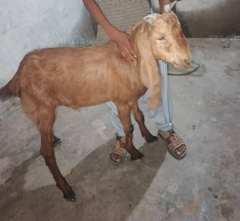 ( 2)GOATS 1