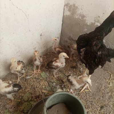 aseel chicks