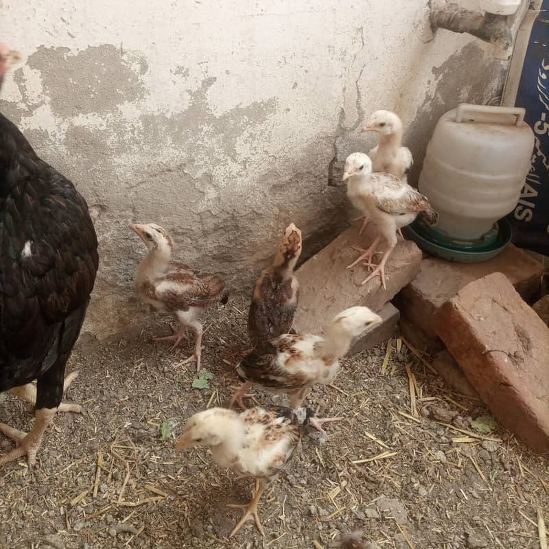 aseel chicks 1