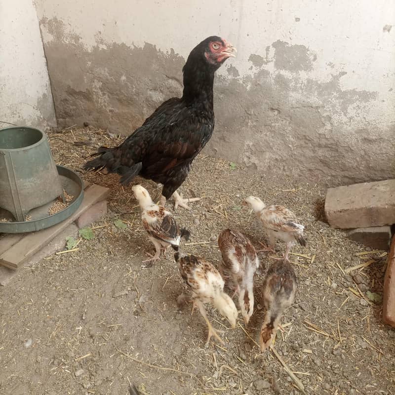 aseel chicks 2