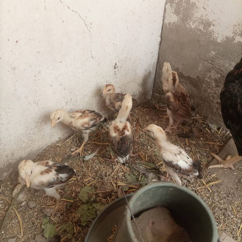 aseel chicks 3