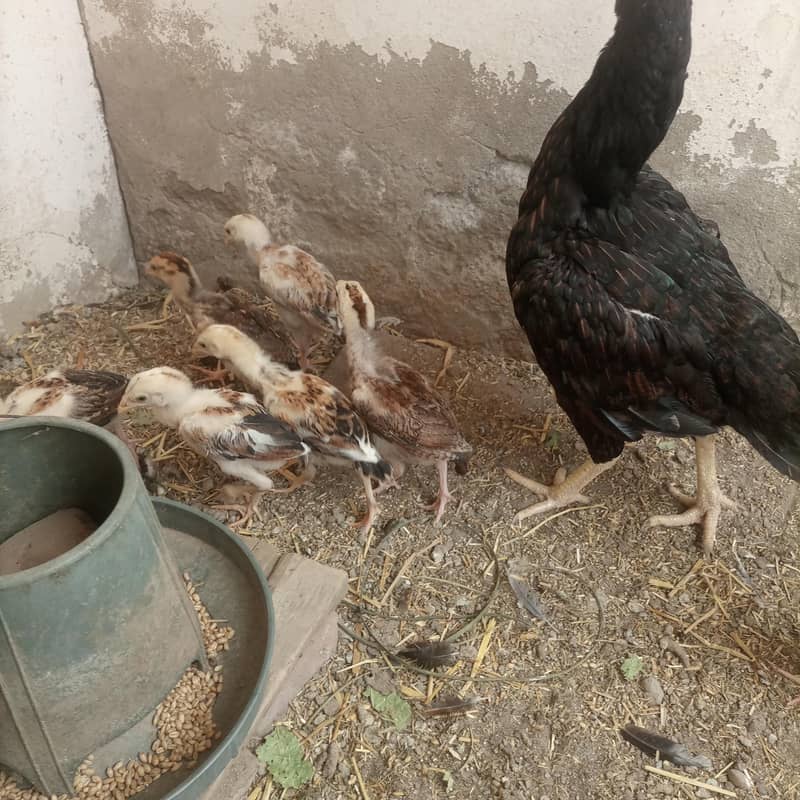 aseel chicks 4