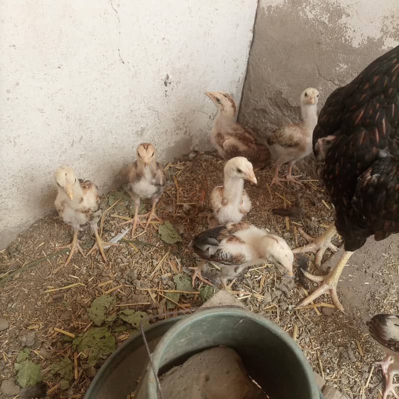 aseel chicks 5