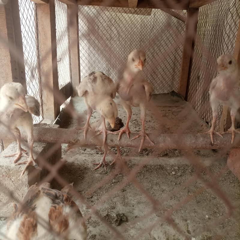 aseel chicks 6