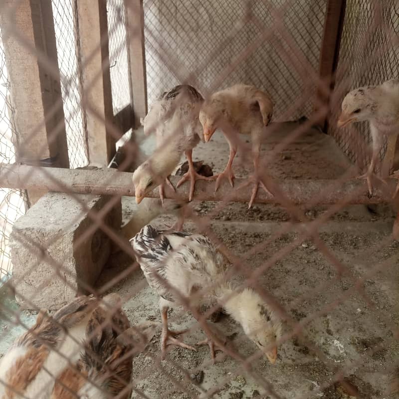 aseel chicks 7