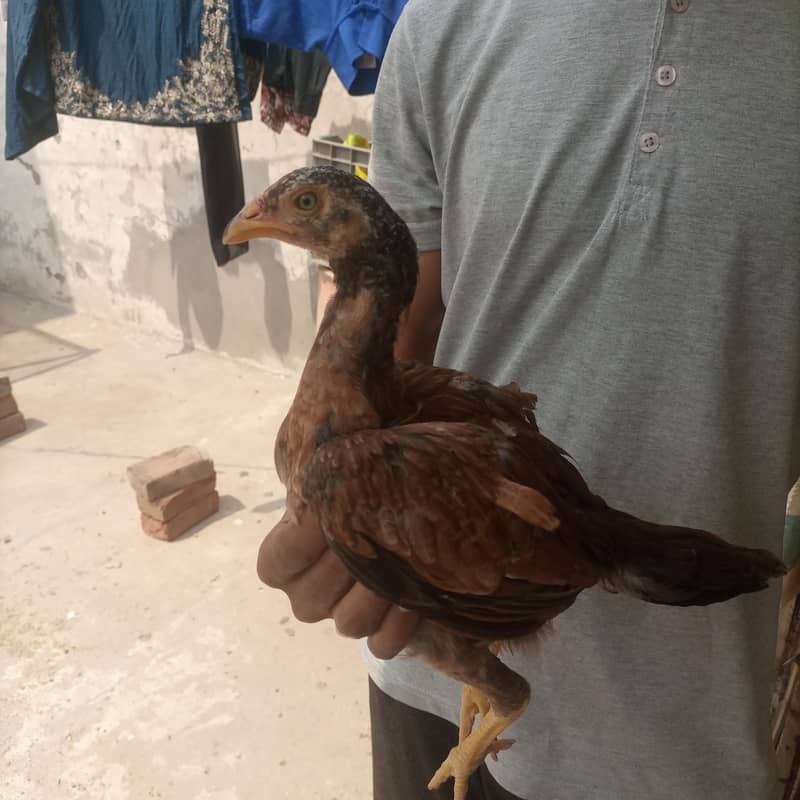 aseel chicks 9