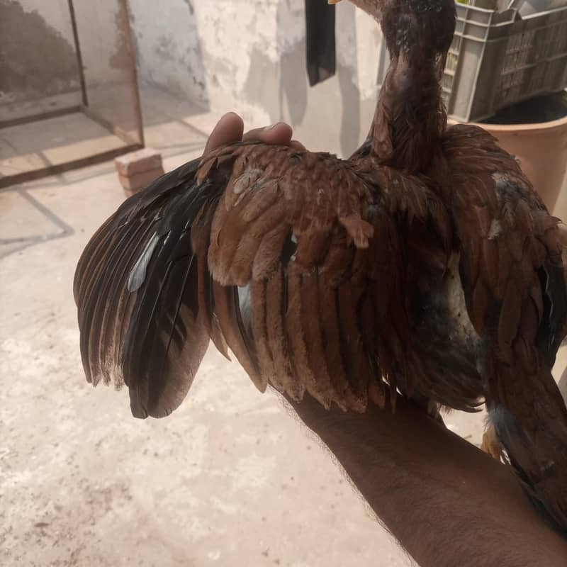 aseel chicks 10