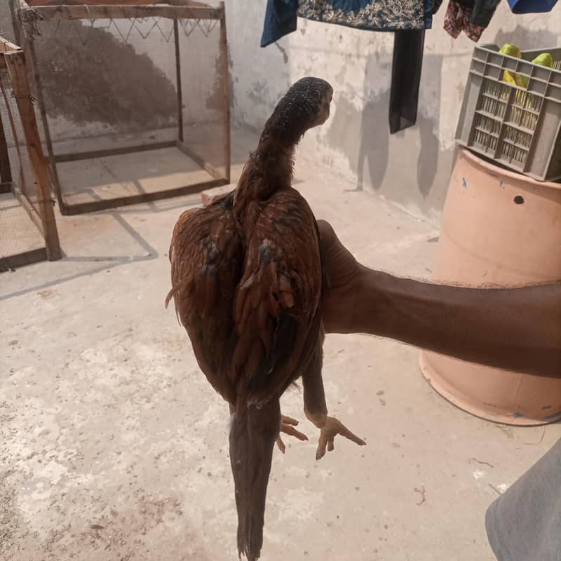 aseel chicks 11