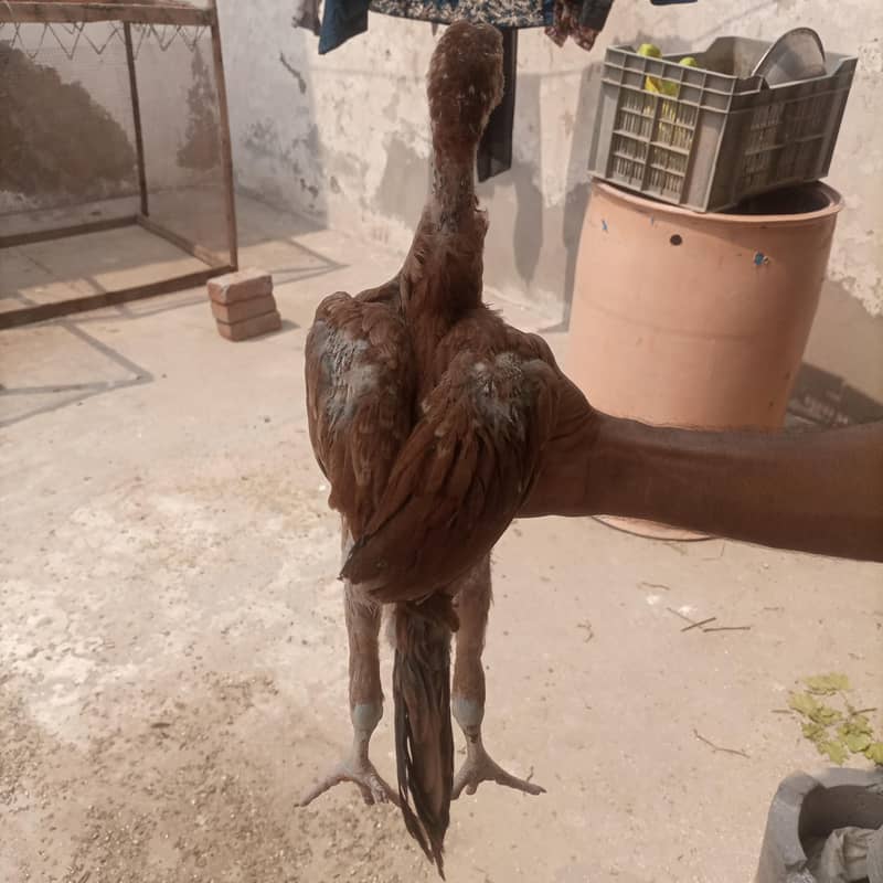 aseel chicks 13