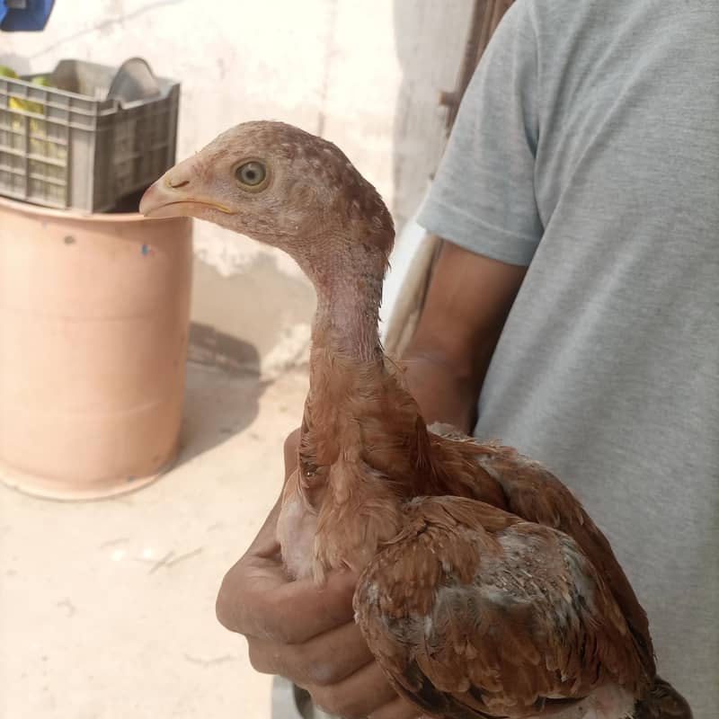 aseel chicks 14