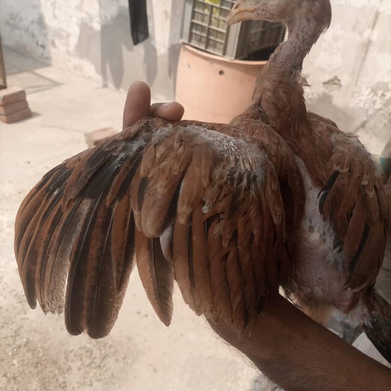 aseel chicks 15