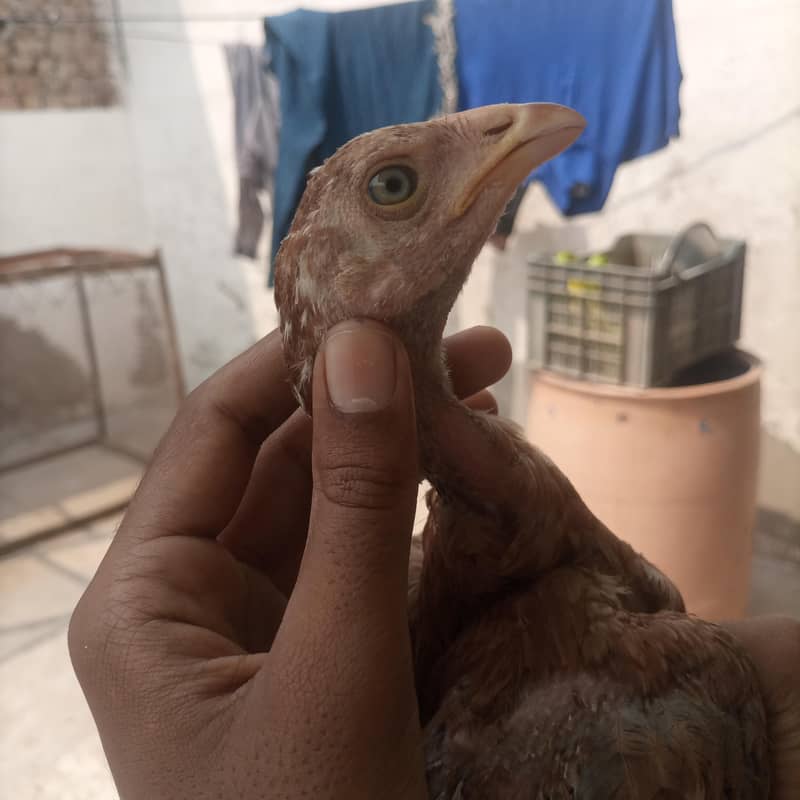 aseel chicks 17