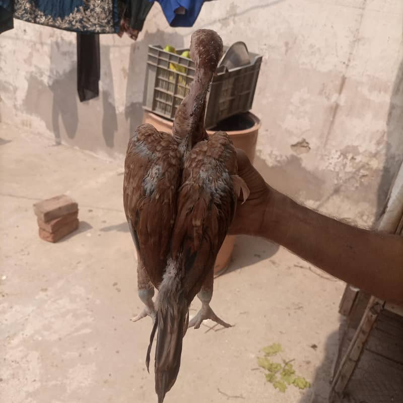 aseel chicks 18