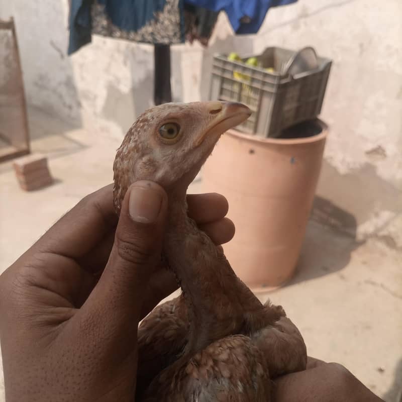 aseel chicks 19