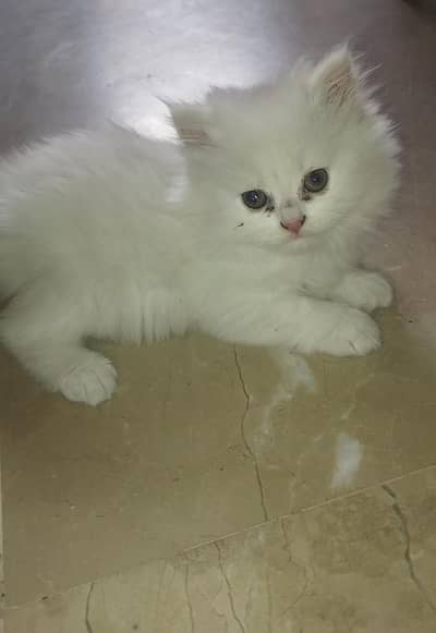 persian kittens