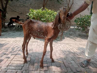 Teddy and Makhi Cheeni Male for Qurbani