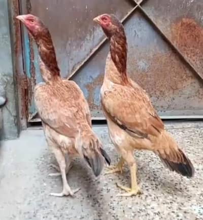 aseel Sindhi female hen