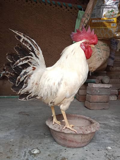2 murge ghr k ple howe  . watsap number 03330031118 .