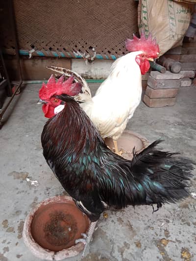 2 murge .  watsap number 03330031118 .