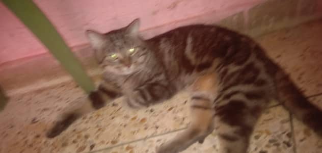 parshan cats sale