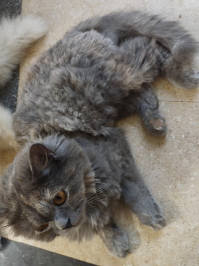 Yellowish and Greyish Cat pair