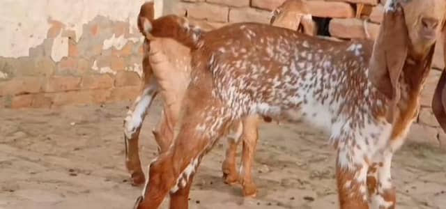 makkhi chini bakri do bacche