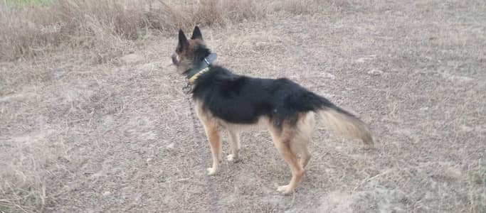 German shepherd for sale
