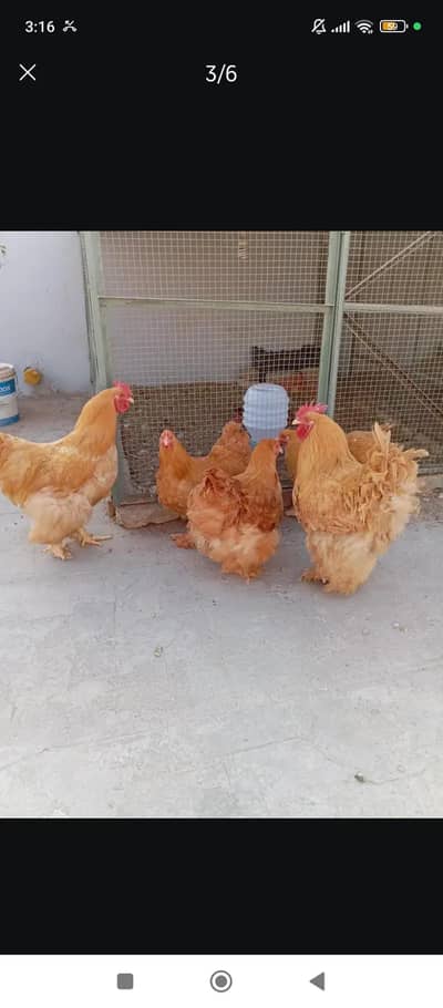 Heavy Cochin Chicks