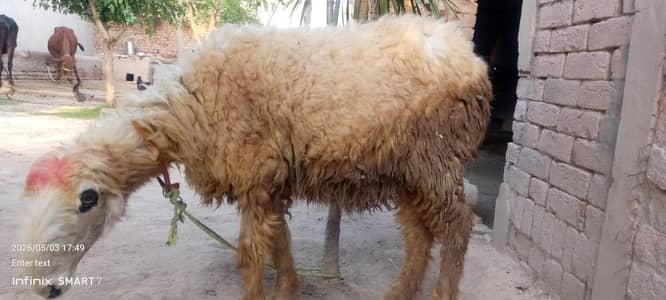 3 Mundra sheep for qurbani
