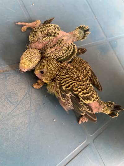 australian
