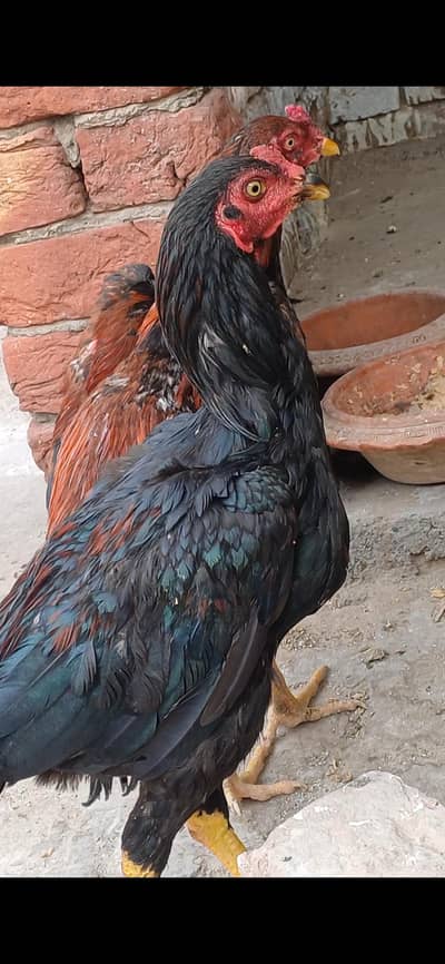 Mushka lasani patha for. sale