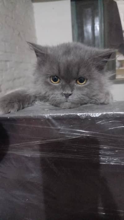 kitten for sale