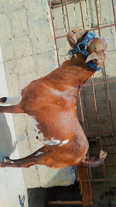 Mashallah healthy Bakra for sell qurbani