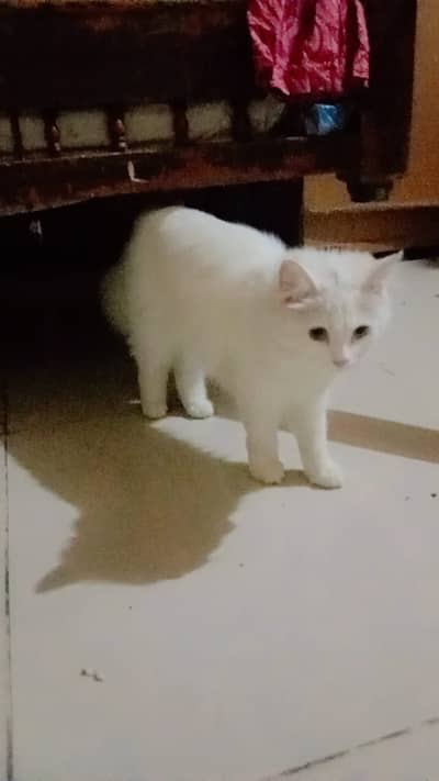 Persian