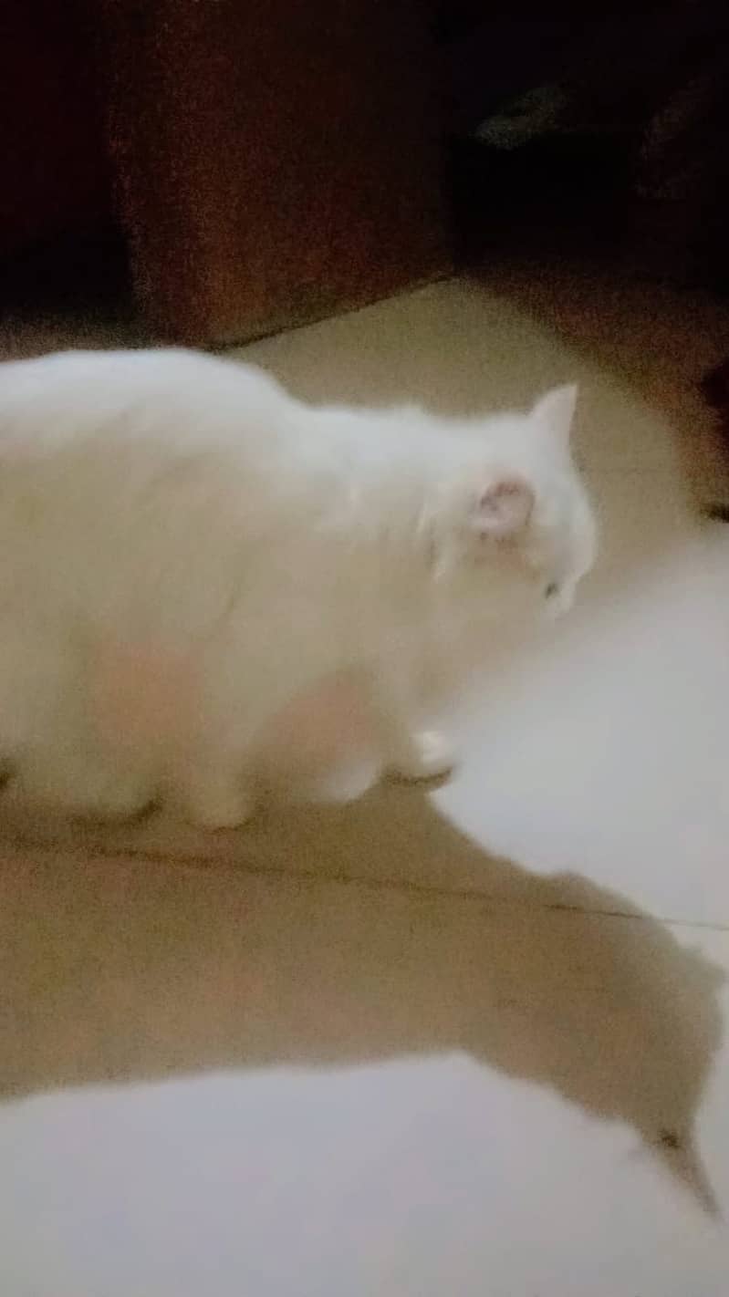 Persian 1