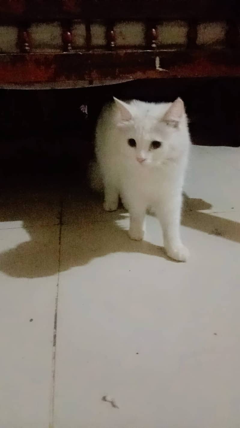 Persian 2