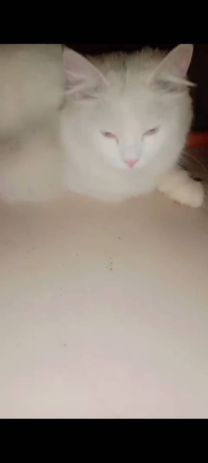 Persian 3