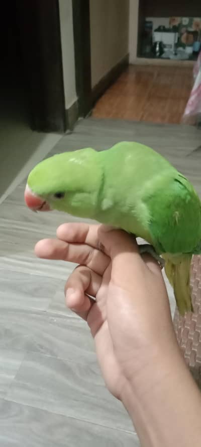 best parrot hand tame