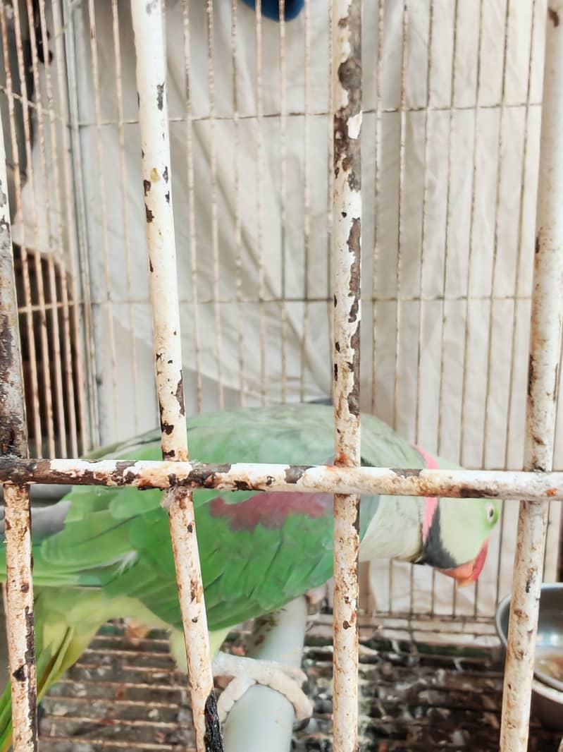 Raw parrot urgent sale 0