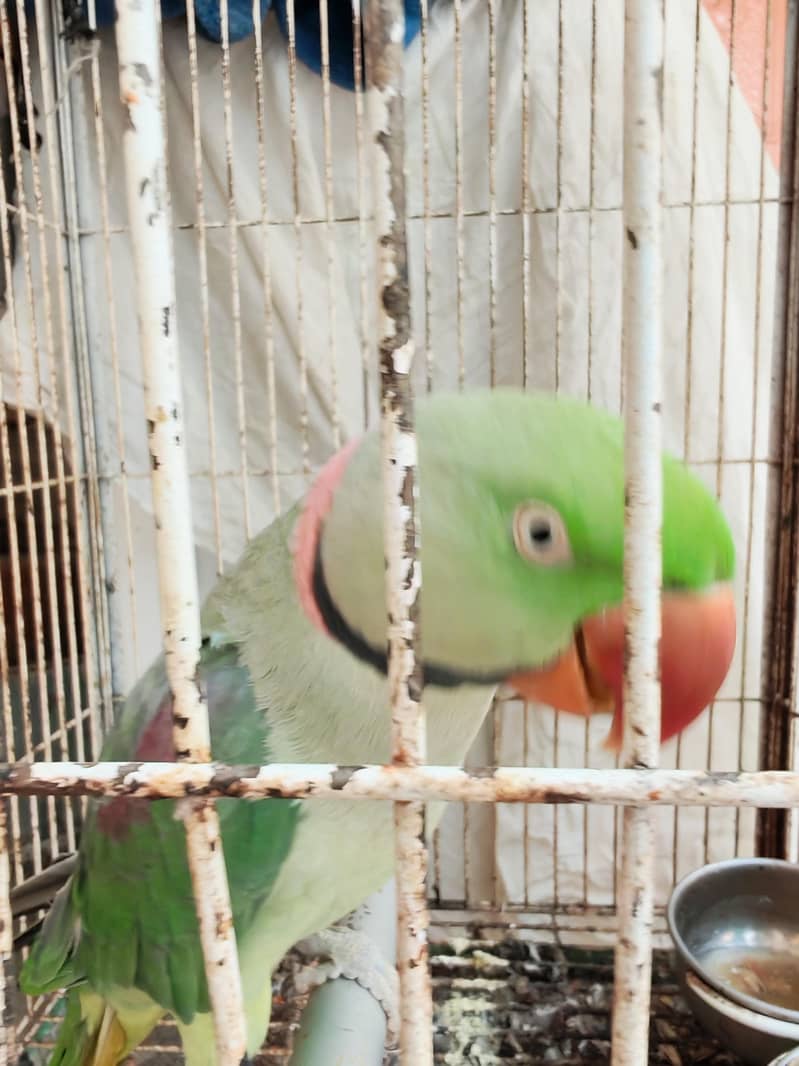 Raw parrot urgent sale 1