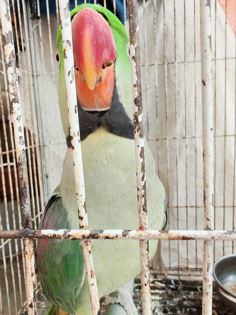 Raw parrot urgent sale 2