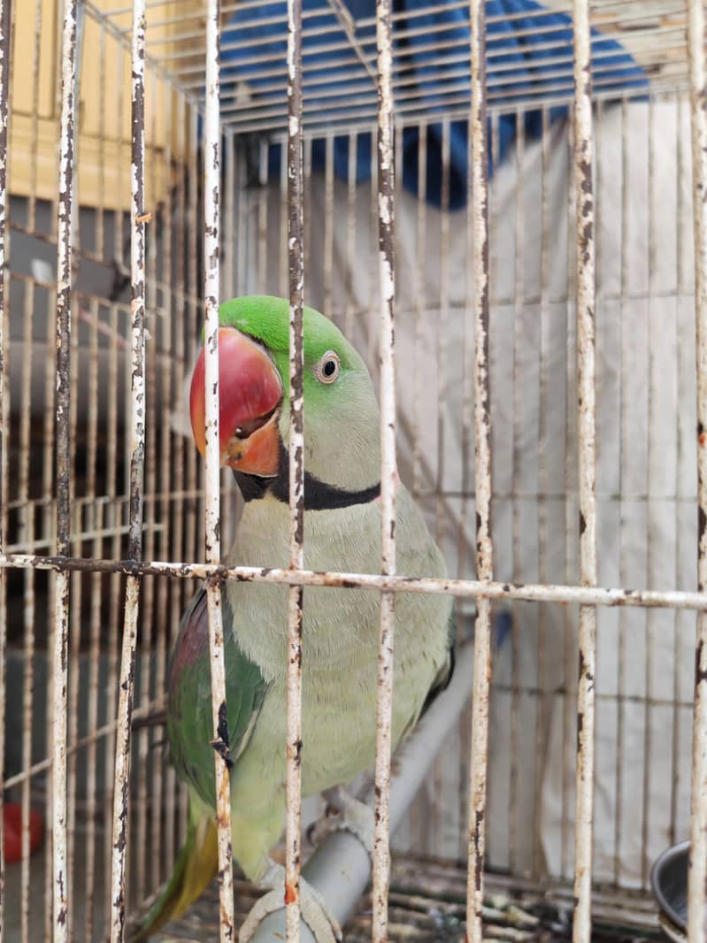 Raw parrot urgent sale 3