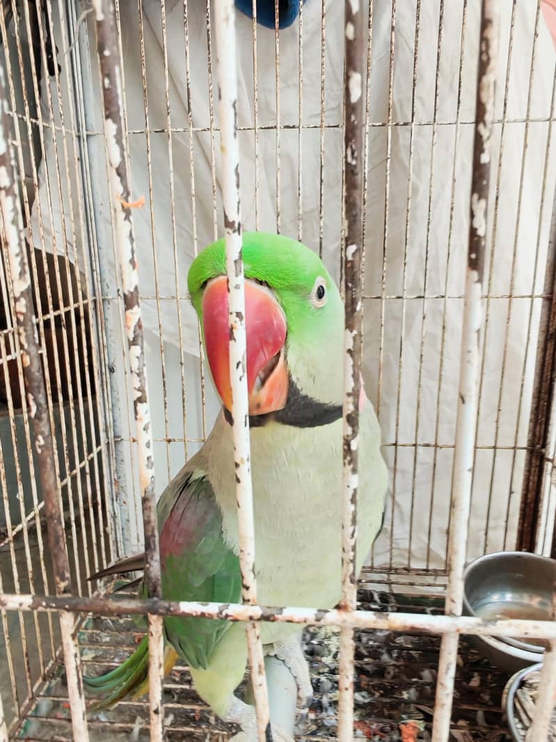 Raw parrot urgent sale 4