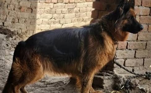 long coat German shepherd female