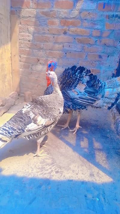 TURKEY BREEDER PAIR WITH CHICKS