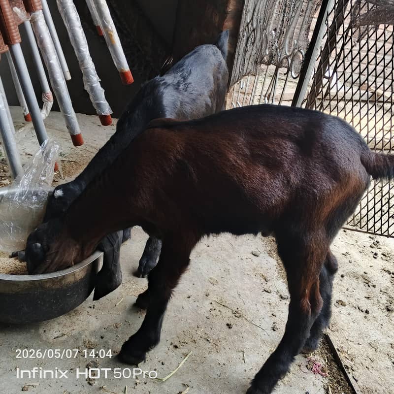 Desi bachy 2