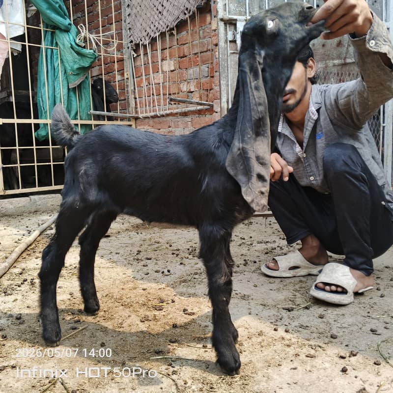 Desi bachy 3