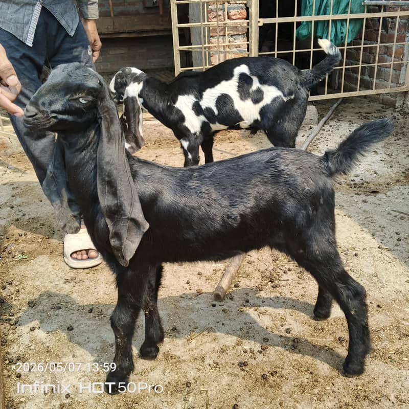 Desi bachy 6