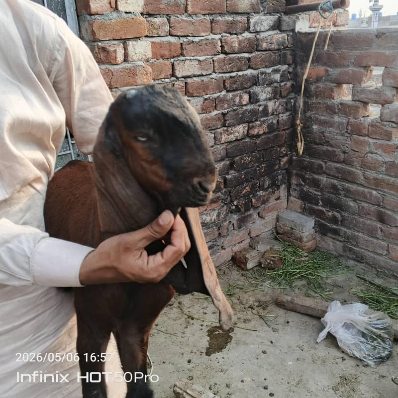 Desi bachy 10